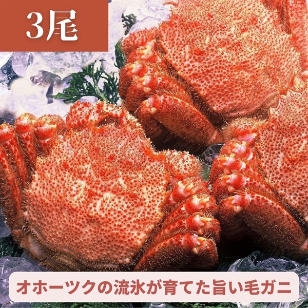 海明けの味！新物登場！オホーツク産大型毛ガニ（3尾）◆共栄水産（札幌）