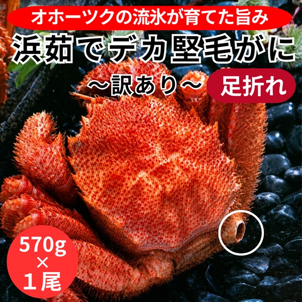 訳あり！北海道オホーツク産浜茹でデカ堅毛がに（足折れ）570g×１尾◆共栄水産