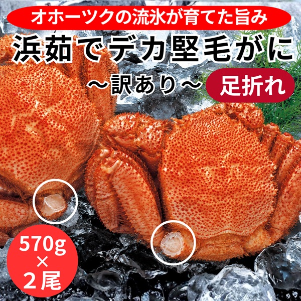 訳あり！北海道オホーツク産浜茹でデカ堅毛がに（足折れ）570g×２尾◆共栄水産